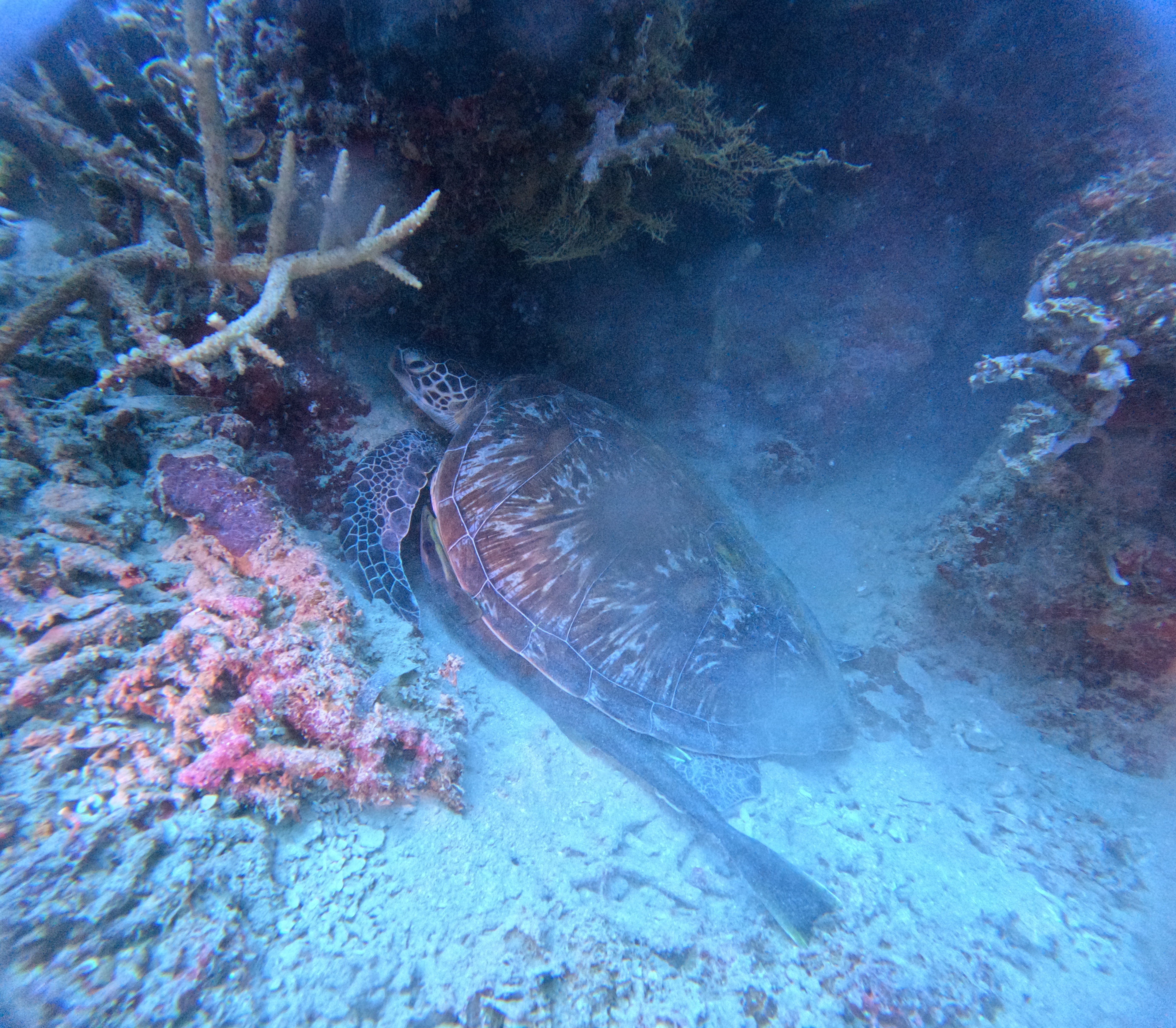 PH Turtle